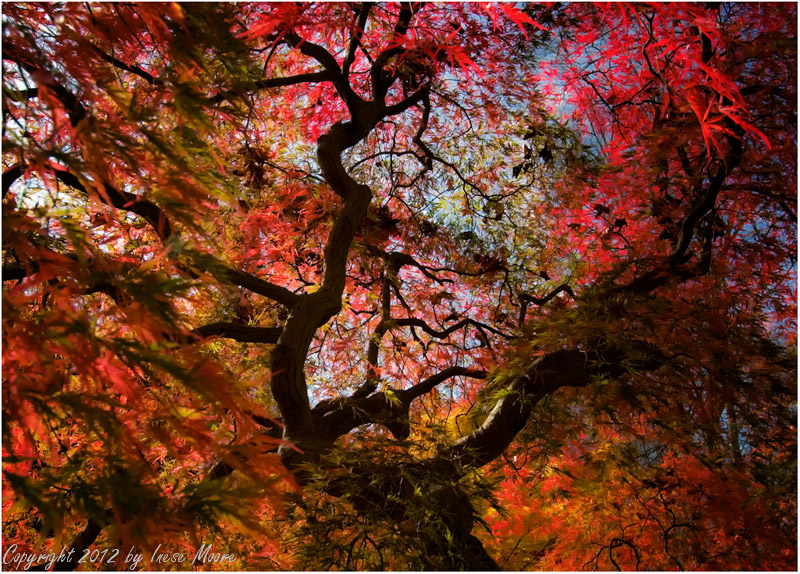 Autumn Glory