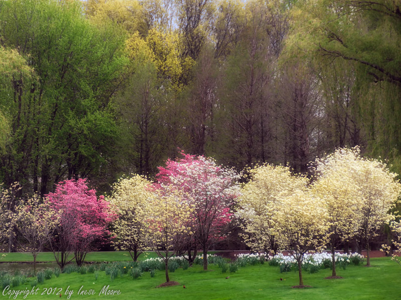 Cherry Blossoms