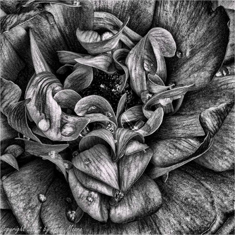 Convolvulus