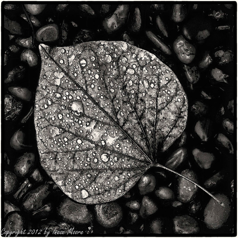 Rain Splashed Leaf