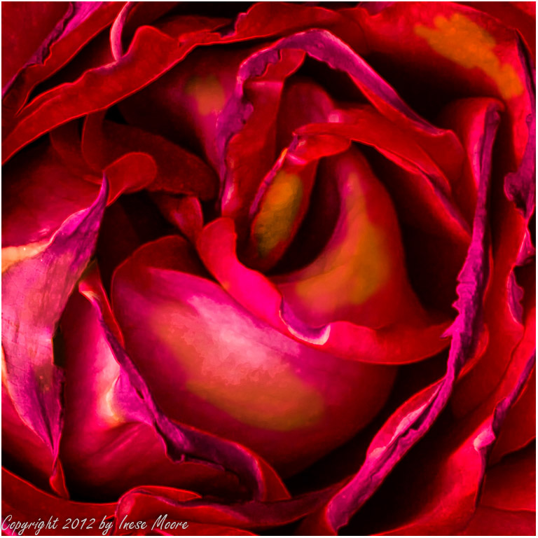 Red Red Rose