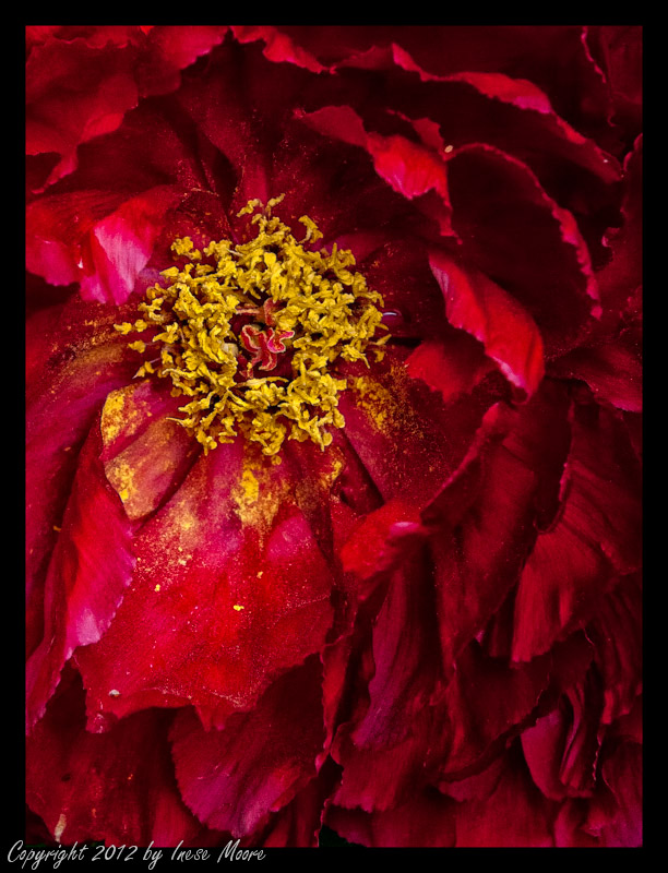 Scarlet Peony