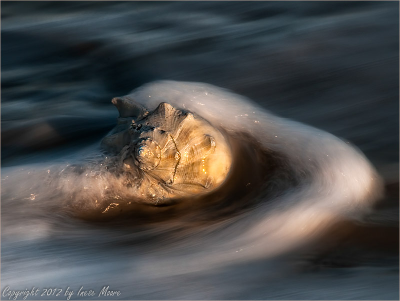 Seashell