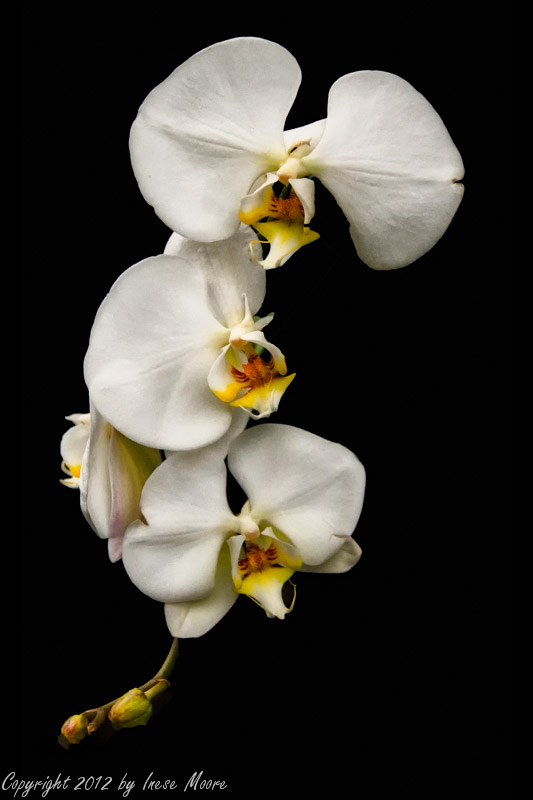 Spray of Orchids