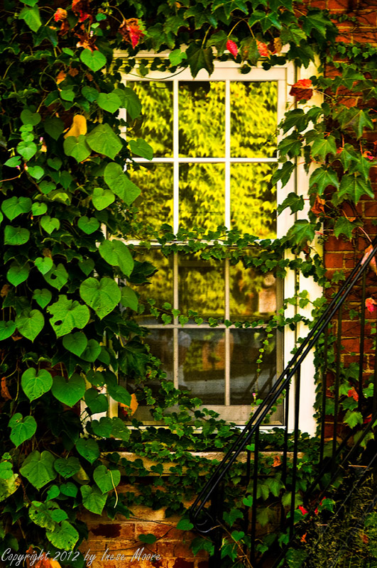 Sunny Window