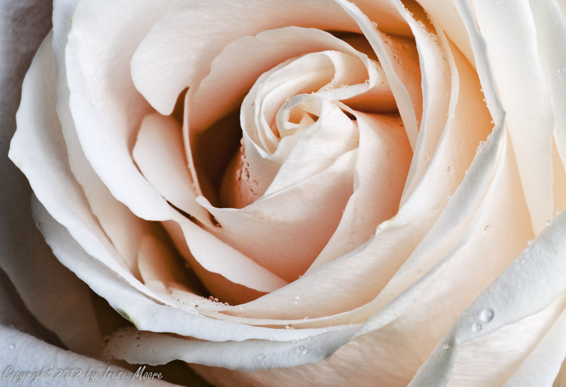 White Rose